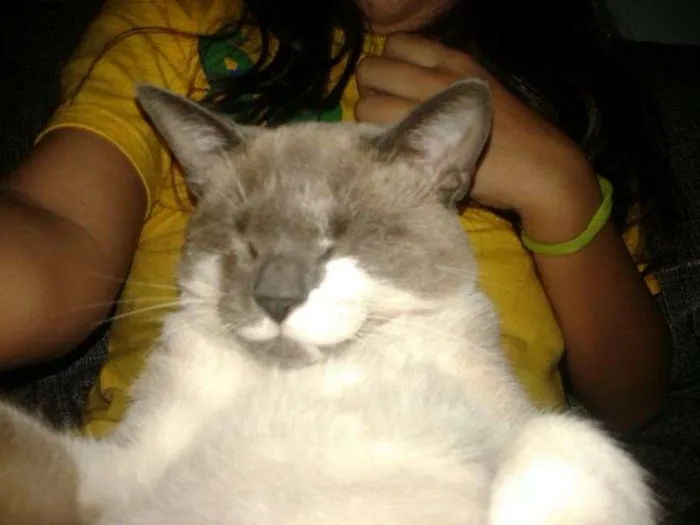 Gato ra a Vira lata idade 1 ano nome Cherie