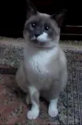 Cherie