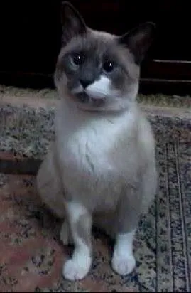 Gato ra a Vira lata idade 1 ano nome Cherie