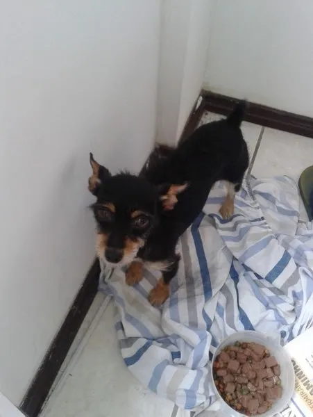 Cachorro ra a Pinscher + Terrier idade 7 a 11 meses nome Não sei