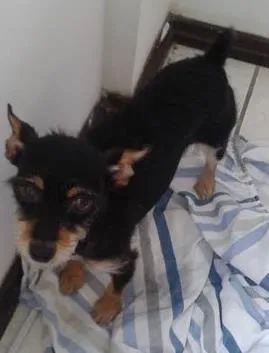 Cachorro ra a Pinscher + Terrier idade 7 a 11 meses nome Não sei