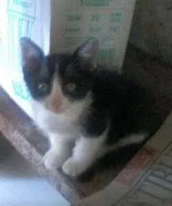 Gato raça  idade Abaixo de 2 meses nome Filhotes