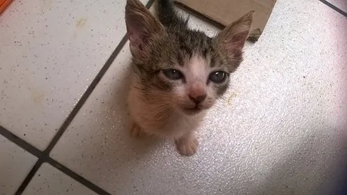 Gato ra a srd idade 2 a 6 meses nome Frida