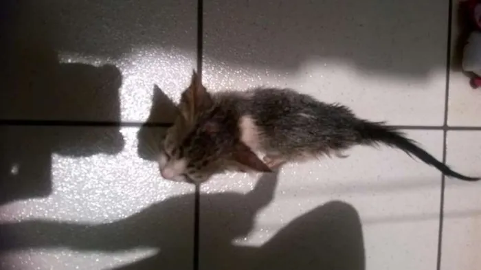 Gato ra a srd idade 2 a 6 meses nome Frida