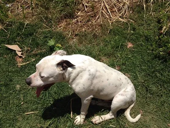 Cachorro ra a Pit-Bull idade 2 anos nome Pity