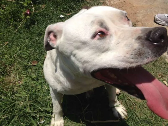 Cachorro ra a Pit-Bull idade 2 anos nome Pity
