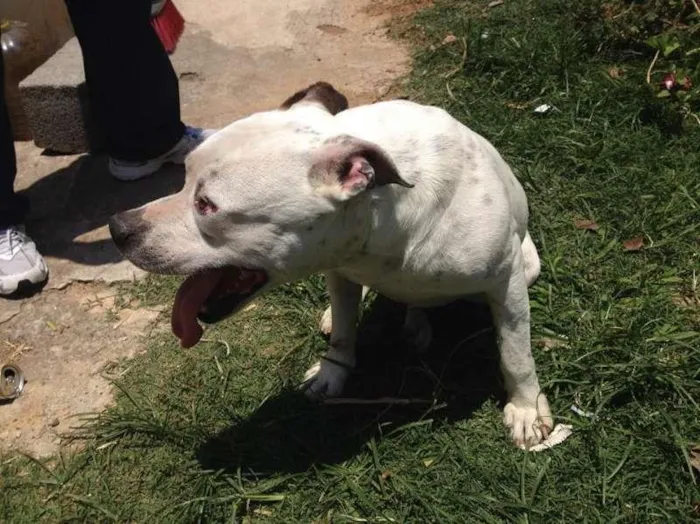 Cachorro ra a Pit-Bull idade 2 anos nome Pity