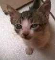 Frida