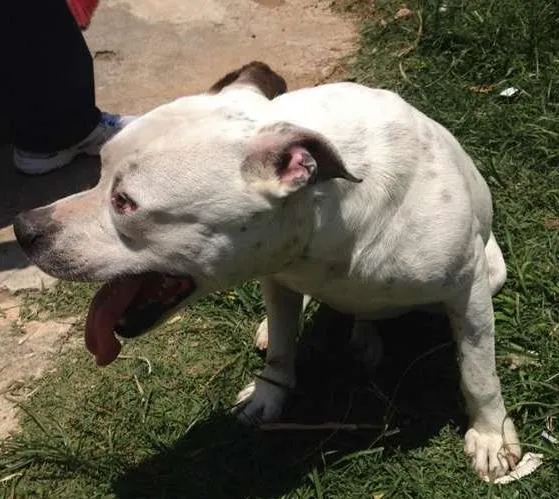 Cachorro ra a Pit-Bull idade 2 anos nome Pity