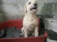 Belinha