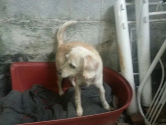 Cachorro ra a Poodle idade 4 anos nome Bebel