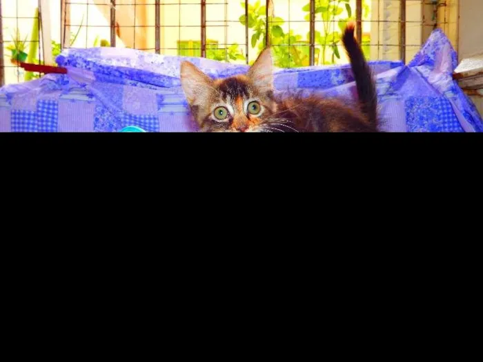 Gato ra a felino SRD idade Abaixo de 2 meses nome Avelã