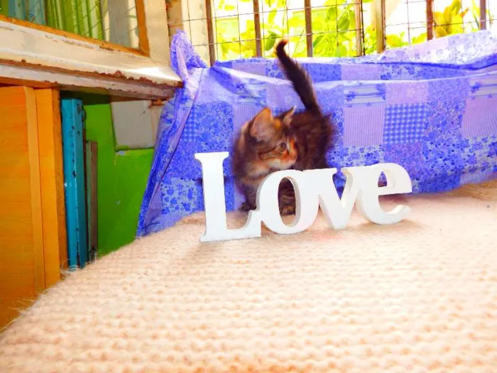 Gato ra a felino SRD idade Abaixo de 2 meses nome Avelã
