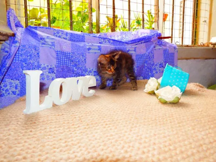 Gato ra a felino SRD idade Abaixo de 2 meses nome Avelã