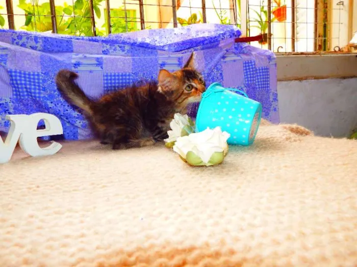 Gato ra a felino SRD idade Abaixo de 2 meses nome Avelã