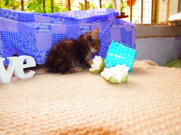 Gato ra a felino SRD idade Abaixo de 2 meses nome Avelã
