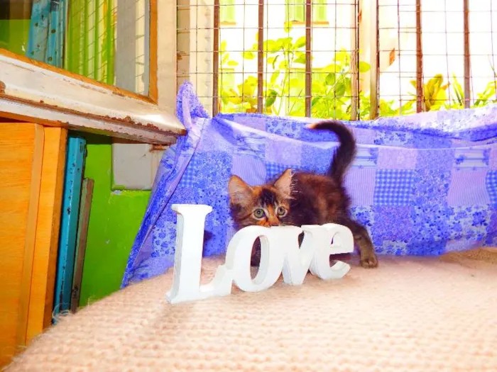 Gato ra a felino SRD idade Abaixo de 2 meses nome Avelã