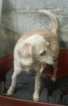 Cachorro ra a Poodle idade 4 anos nome Bebel