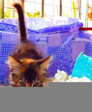 Gato ra a felino SRD idade Abaixo de 2 meses nome Avelã