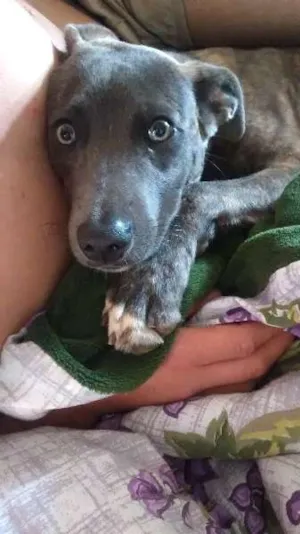 Cachorro raça SRD idade 7 a 11 meses nome Tobro i