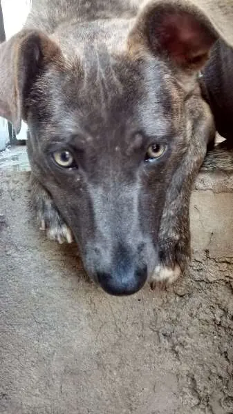 Cachorro raça SRD idade 7 a 11 meses nome Tobro i