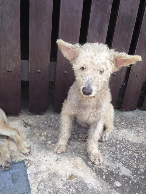Cachorro ra a Poodle  idade 1 ano nome Não tem nome