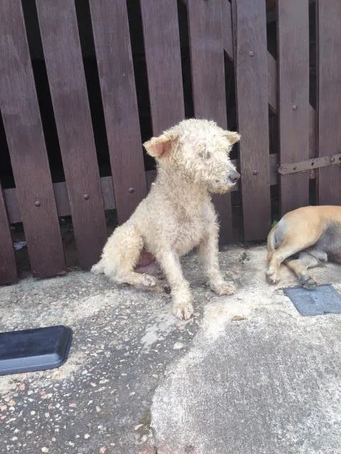 Cachorro ra a Poodle  idade 1 ano nome Não tem nome
