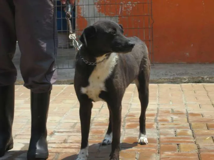 Cachorro ra a SRD idade 4 anos nome ALE