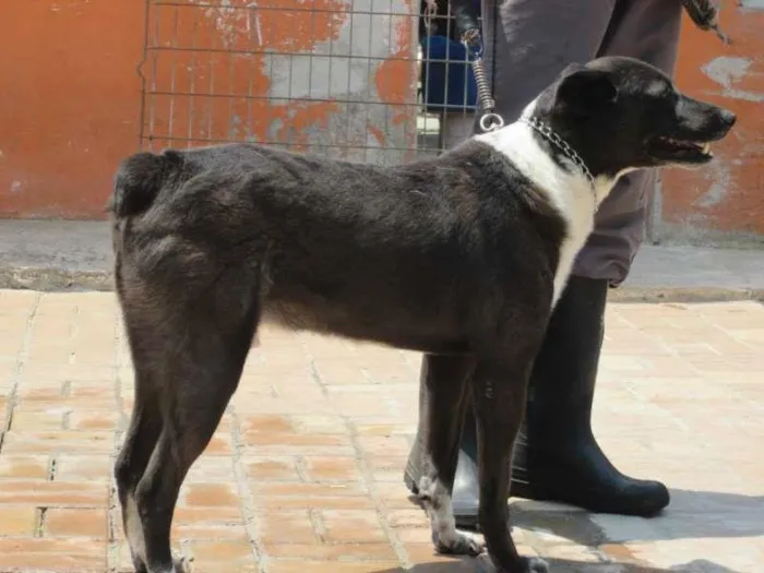 Cachorro ra a SRD idade 4 anos nome ALE