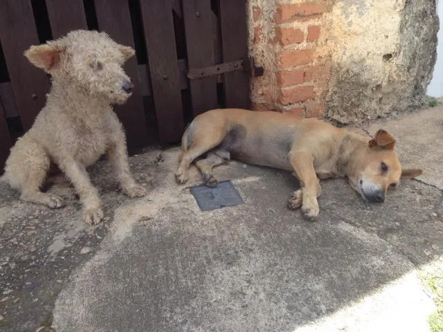 Cachorro ra a Vira lata  idade 1 ano nome Não tem nome 