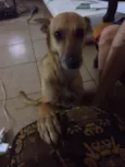 Devassa e Talinha