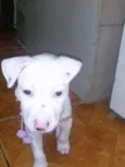 Penéloppy