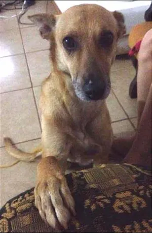 Cachorro raça SRD idade 4 anos nome Devassa e Talinha
