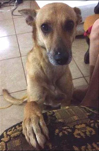 Cachorro ra a SRD idade 4 anos nome Devassa e Talinha