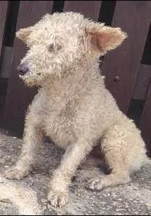 Cachorro ra a Vira lata  idade 1 ano nome Não tem nome 