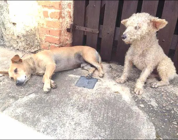 Cachorro ra a Vira lata  idade 1 ano nome Não tem nome 