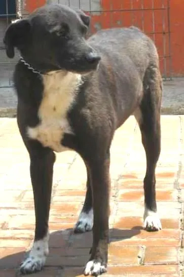 Cachorro ra a SRD idade 4 anos nome ALE