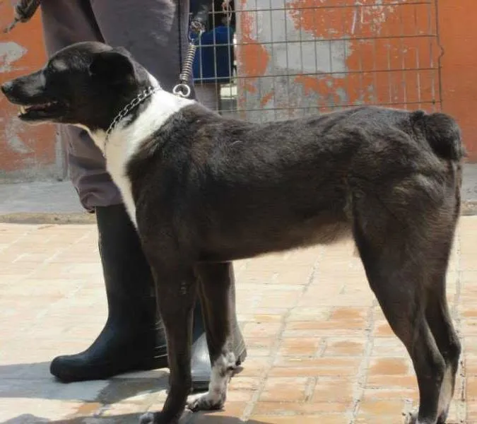 Cachorro ra a SRD idade 4 anos nome ALE