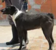 ALE