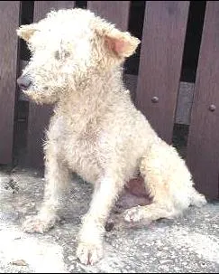 Cachorro ra a Poodle  idade 1 ano nome Não tem nome