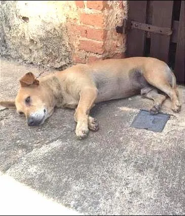 Cachorro ra a Vira lata  idade 1 ano nome Não tem nome 