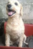 Belinha