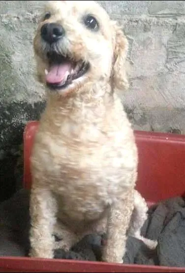 Cachorro ra a Poodle idade 5 anos nome Belinha