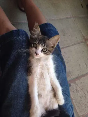 Gato raça  idade 2 a 6 meses nome Mel