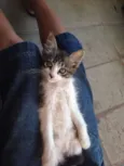 Mel