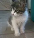 Mel