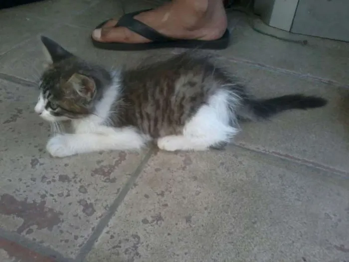 Gato ra a  idade 2 a 6 meses nome Mel