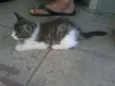 Mel