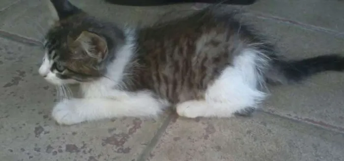 Gato ra a  idade 2 a 6 meses nome Mel