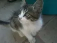 Mel